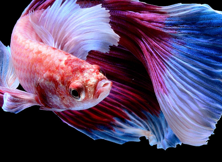 Proyector LCD Ultimea Apollo P40 nativo de 1080P